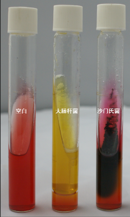 VRBA內(nèi)的紅色小菌落，有可能是沙門氏菌？
