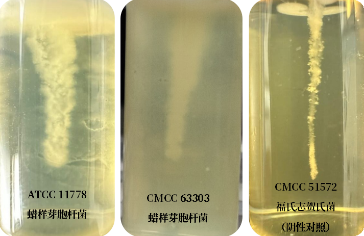誰是芽胞桿菌中的“運(yùn)動健將”? 誰是芽胞桿菌中的“運(yùn)動健將”?
