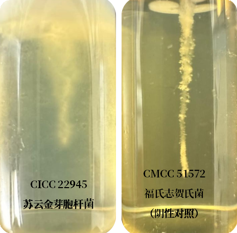 誰是芽胞桿菌中的“運(yùn)動健將”? 誰是芽胞桿菌中的“運(yùn)動健將”?